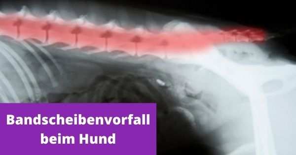 Bandscheibenvorfall beim Hund