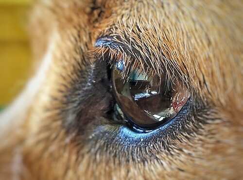 Verklebte Augen beim Hund reinigen