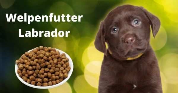 Welpenfutter Labrador